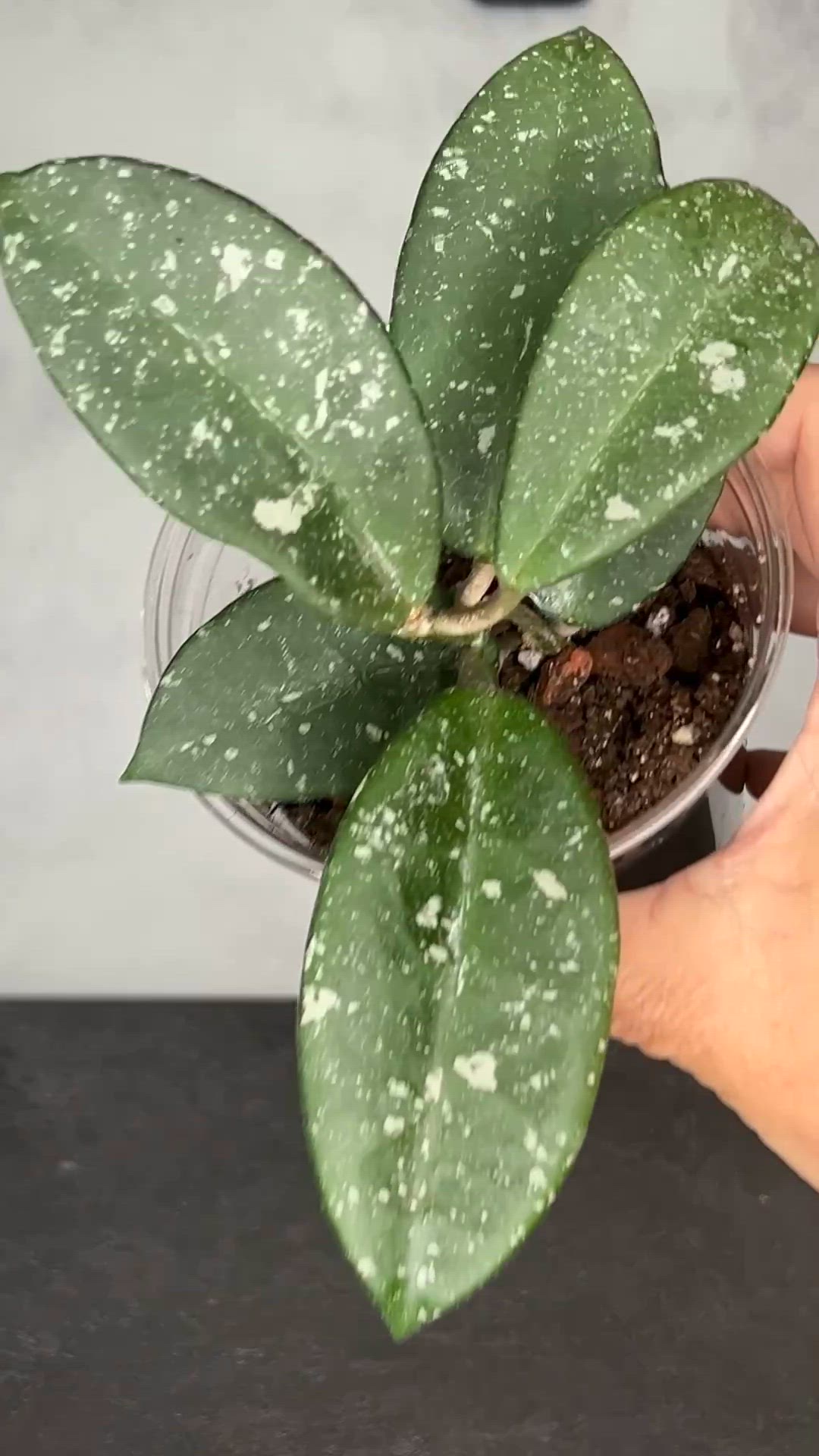 Hoya Carnosa ‘Dalton Henry’